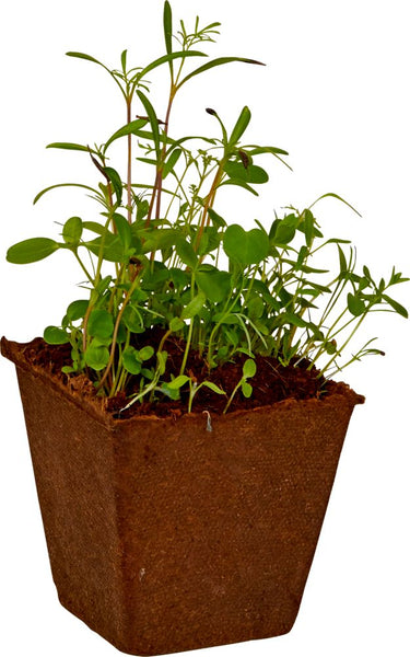 Coppenrath Spiegelburg - Bienen Garten Anzucht Set - Nature Zoom